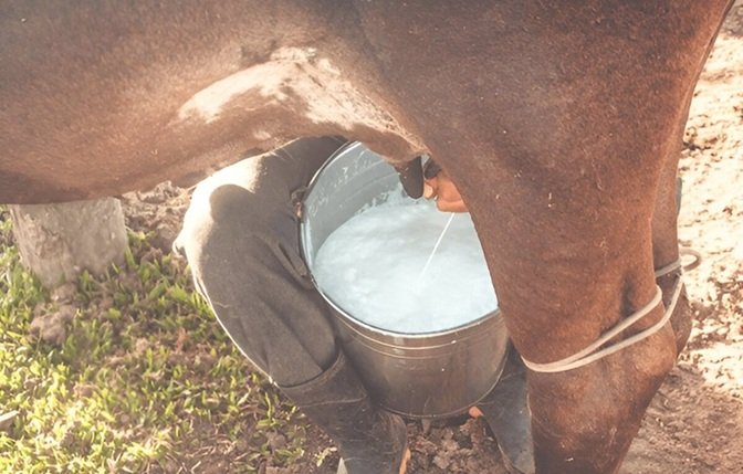 Wellhealthorganic.Com : buffalo milk